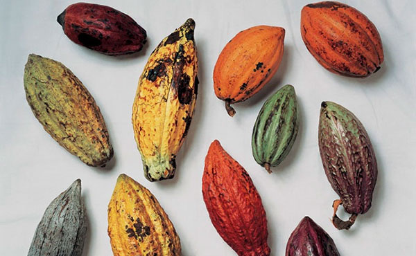 variedad de cacao en queremoscomer.rest