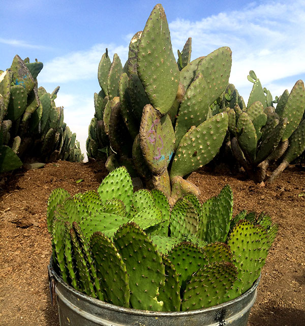 El nopal y sus bondades desde Milpa Alta