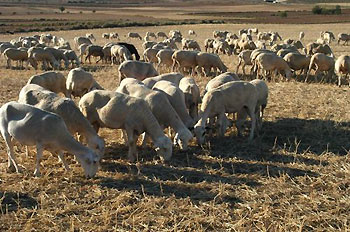 La mancha españa