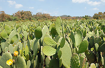 Las virtudes del nopal en queremoscomer.rest