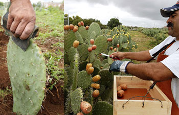 Las virtudes del nopal en queremoscomer.rest