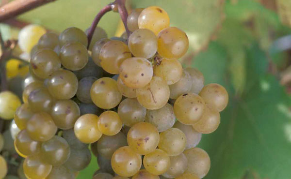 Uva Riesling