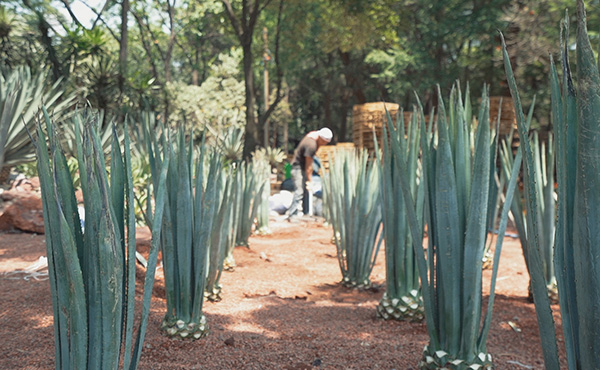 Recrean terroir de tequila en el jardín botánico de chapultepec