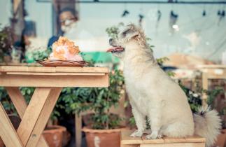 ESCÁPATE CON TU MASCOTA A ESTOS INCREÍBLES RESTAURANTES