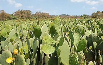 Las virtudes del nopal 