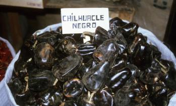 EL CHILE CHILHUACLE, GRANDEZA EN PELIGRO DE EXTINCION