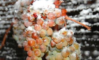 El Icewine