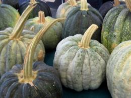 Otoño: calabaza de castilla