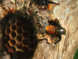 Consumir miel de abeja es lo mejor que puedes hacer para tu cuerpo